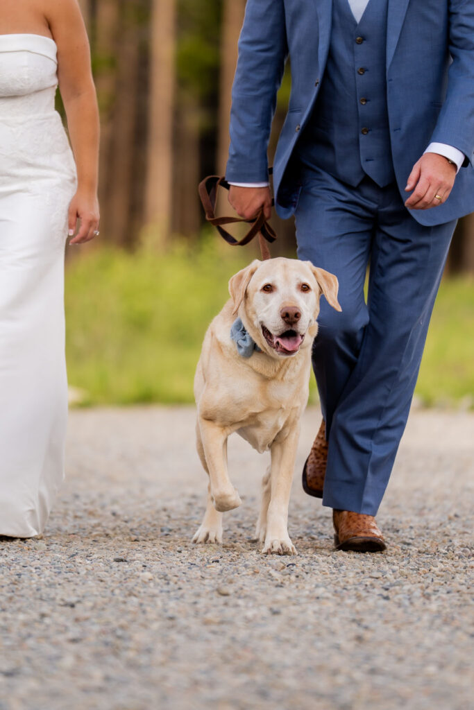 Bride and groom walking their dog together during their Colorado elopement day before the ceremony.