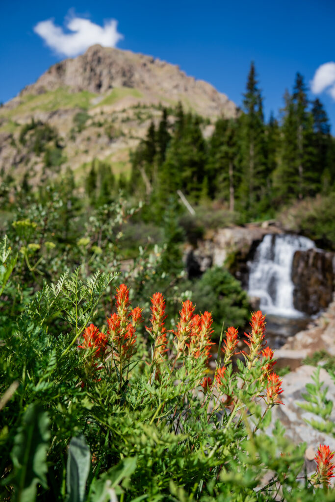 Indian Paintbrush wildflowers frame a scenic waterfall in Yankee Boy Basin, one of Colorado's most beautiful alpine destinations.